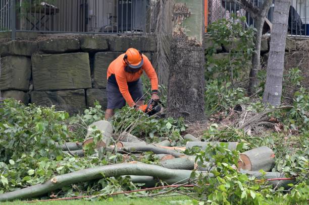 Reliable Osawatomie, KS Tree Services Solutions